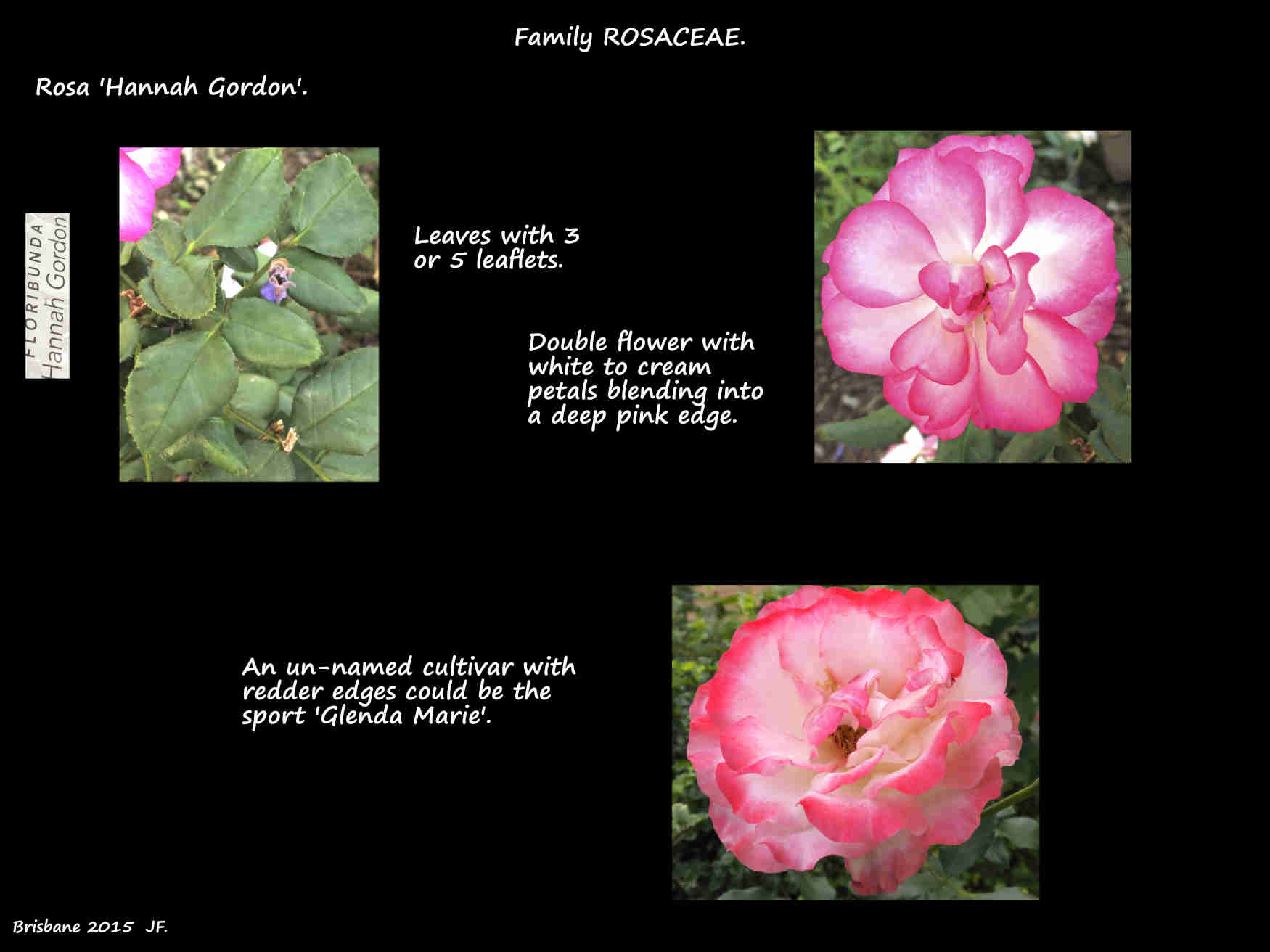 Rosa 'Hannah Gordon'