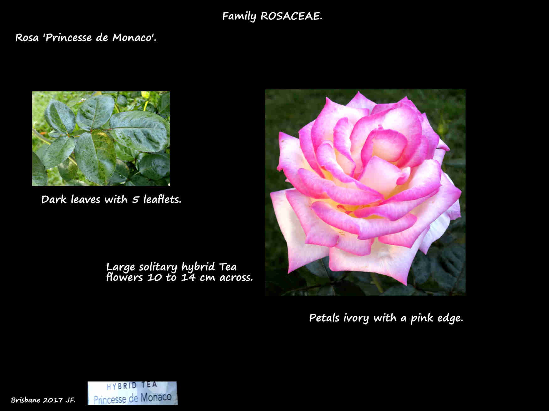 Rosa 'Princesse de Monaco'