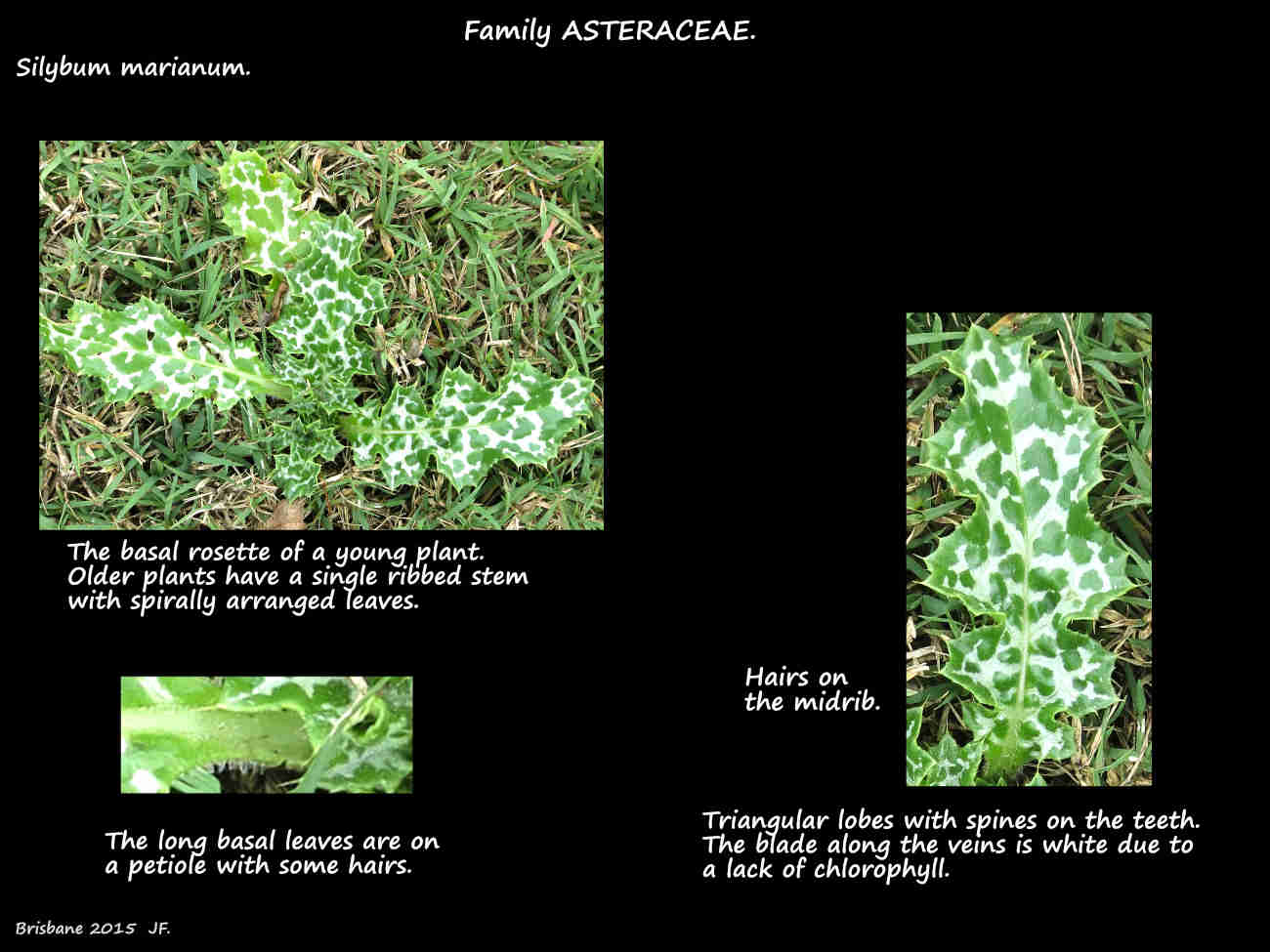 Silybum marianum plant & leaves