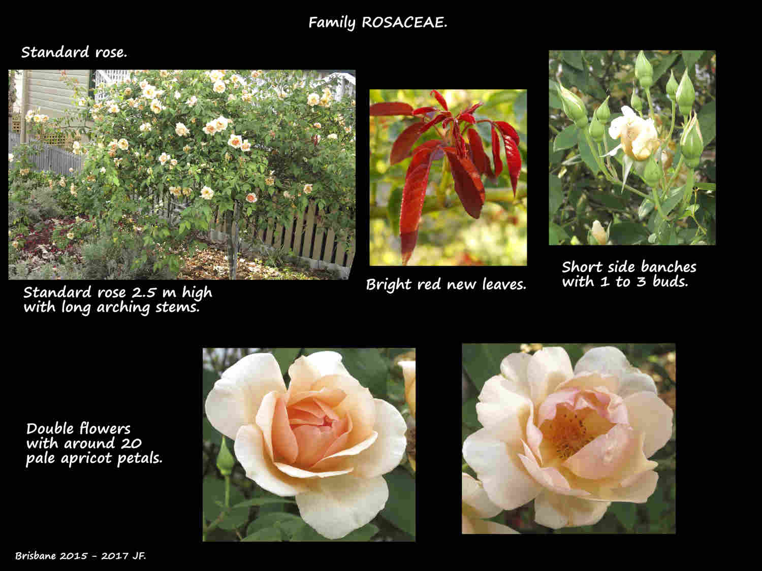Standard rose 1