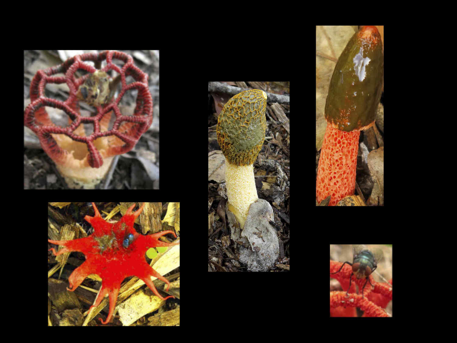 Stinkhorns