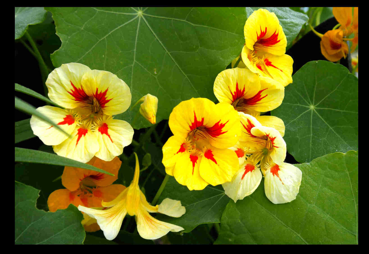 Tropaeolaceae Botany Brisbane